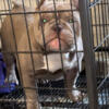 Female American bully micro 8 month old  abkc reg