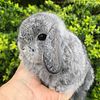 Rabbits Holland Lops for sale!