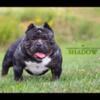 Shadow stud service exotic American bully