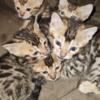 Bengal kittens ready for new home