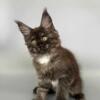 NewElite Maine coon kitten from Europe with excellent pedigree, male. EZ Ostin