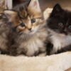 Beautiful Maine Coon Kittens