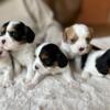 AKC Tri Male Cavalier Puppies