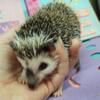 Baby Male Hedgehogs Maryland