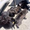 Full breed mastiff pups