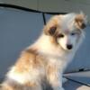 Pomeranian mix looking for a forever home