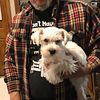 Planing a litter in May. Miniature Schnauzer AKC  puppy