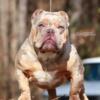 Exotic Bully for sale working man price