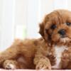 Male cavapoo puppies available