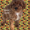 Toy/Mini Poodles ~ Male and Female