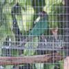 Quaker pair with dna greencheek  ringneck