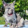 Mio French Bulldog male puppy for sale. $3,300
