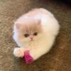 Cream & white Persian female kitten