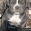 Bully puppy for sale