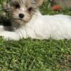 Teacup male yorkie puppy
