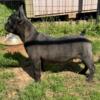 Female frenchie available new home