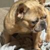 For sale French bulldogs adult female