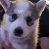 pomsky puppies ready for furever homes