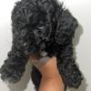 Toy Poodle for sell in Philadelphia