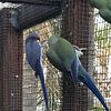 Indian Ringneck parrots