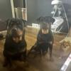 Rottweiler puppies rehoming fee