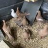 Trenton Homing Pigeons