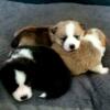 Corgi Puppies For Sale 8 Weeks