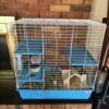 For sale 3 month old chinchilla