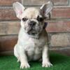 $1,800 Fawn Merle Selin - beautiful French Bulldog puppy for sale.