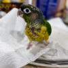 SALE-Handfed & Incredibly Tame Small Parrots- Green Cheeks & Cockatiels