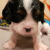 AKC Cavalier king charles spaniel puppies,health tested