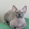 Bambino male cat blue solid for sale