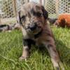 Merle Doodle puppies available 5/26