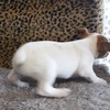Jack Russell terrier male