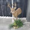 Taxidermy for sale skins and deer heads and more