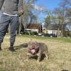 Micro bully best deal around