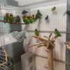 SELL OUT Black cheeked African lovebirds colony