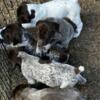 AKC Litter German Shorthaired Pointers