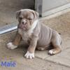 Bulldog Puppies looking for forever home