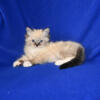 Seal lynx mitted Ragdoll Kittens Available!
