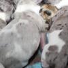 Mini dachshund puppies ready in June