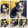 Beautiful Pomsky puppies for sale.