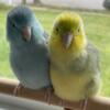 Rehoming Parrotlet Siblings