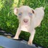 American Bully Boy and Girl  cute and feisty  Mid Mich