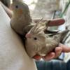 Baby cockatiels I. Good health condition for $65