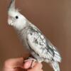 Handfed Whiteface Pearl Cockatiel Babies