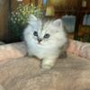 Beautiful Persian Male Kittens