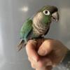 Handtame Turquoise standard male conure