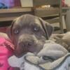 Cane corso bullys 11 weeks old