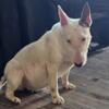 Adult bull terrier available
